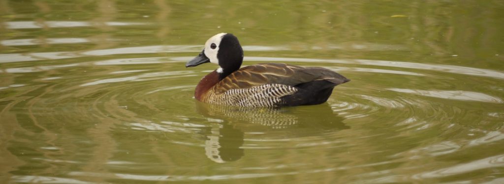 Dendrocygne veuf